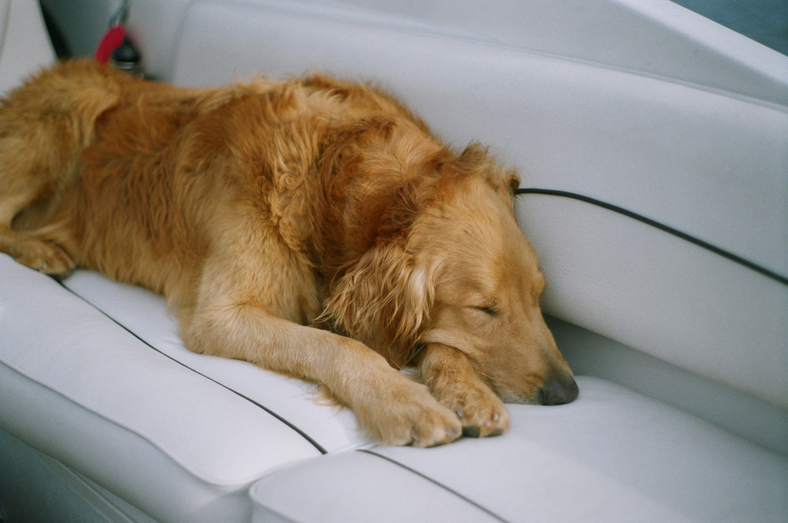 Dog Grooming in Pleasanton: How to Choose the Right Groomer for Your Dog